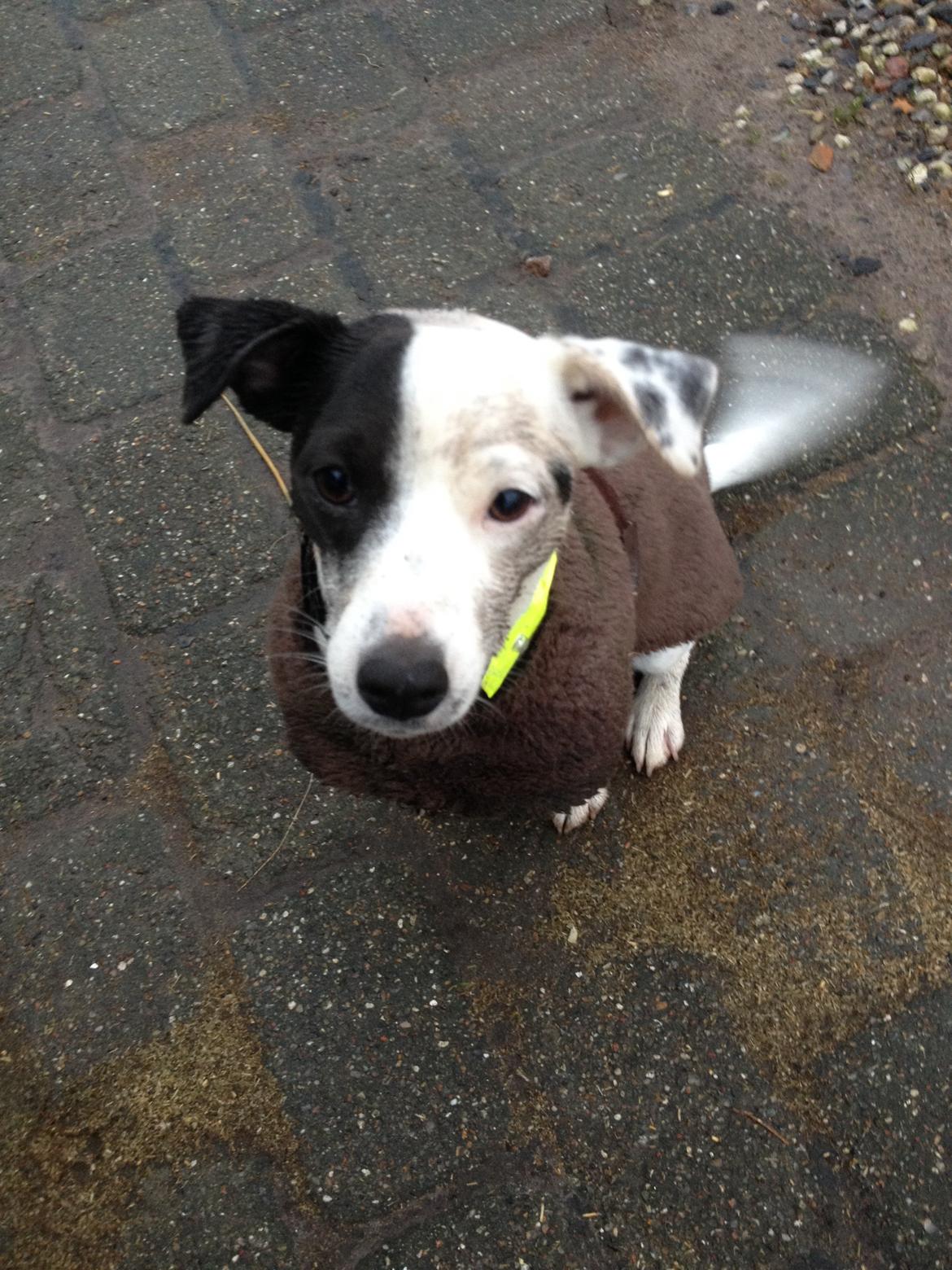 Parson russell terrier My Roest billede 23