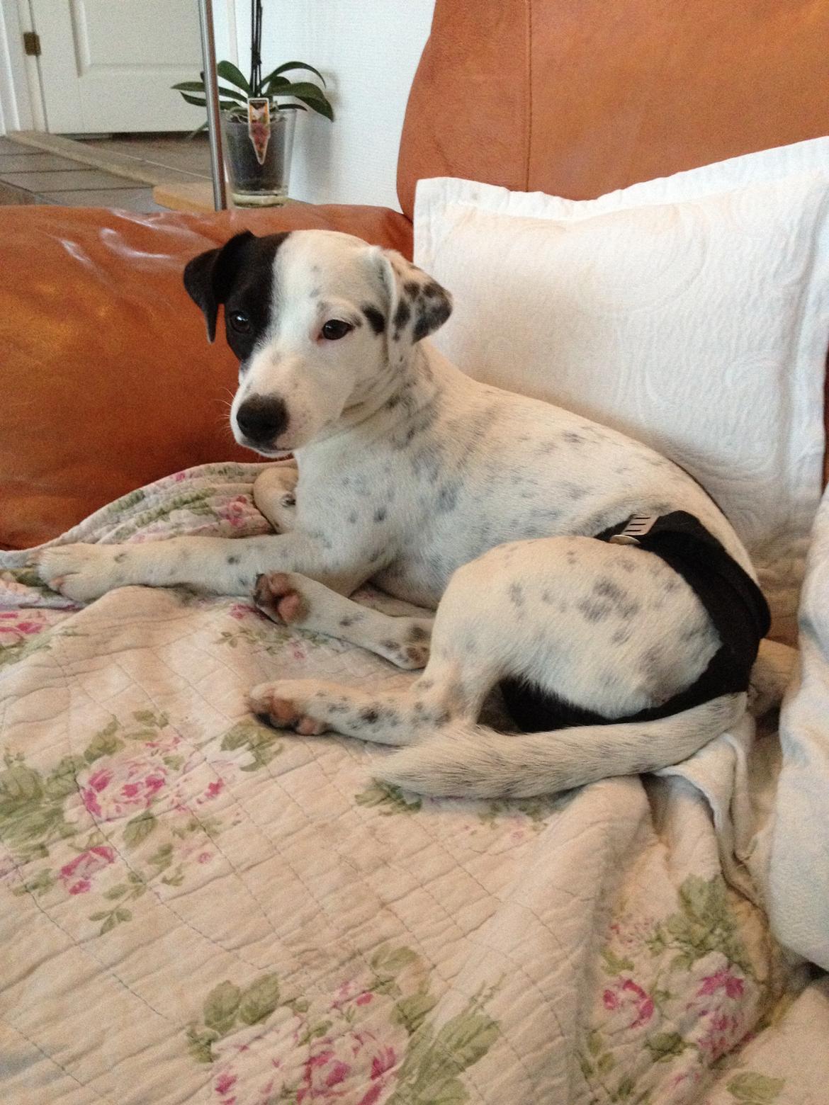 Parson russell terrier My Roest billede 24