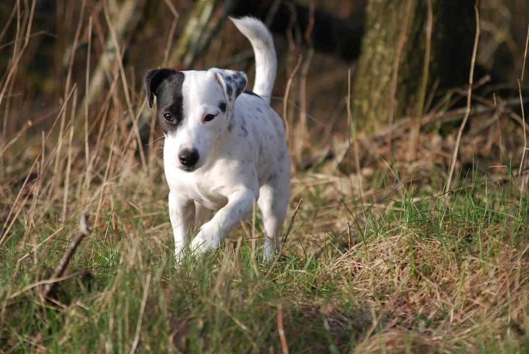 Parson russell terrier My Roest billede 25