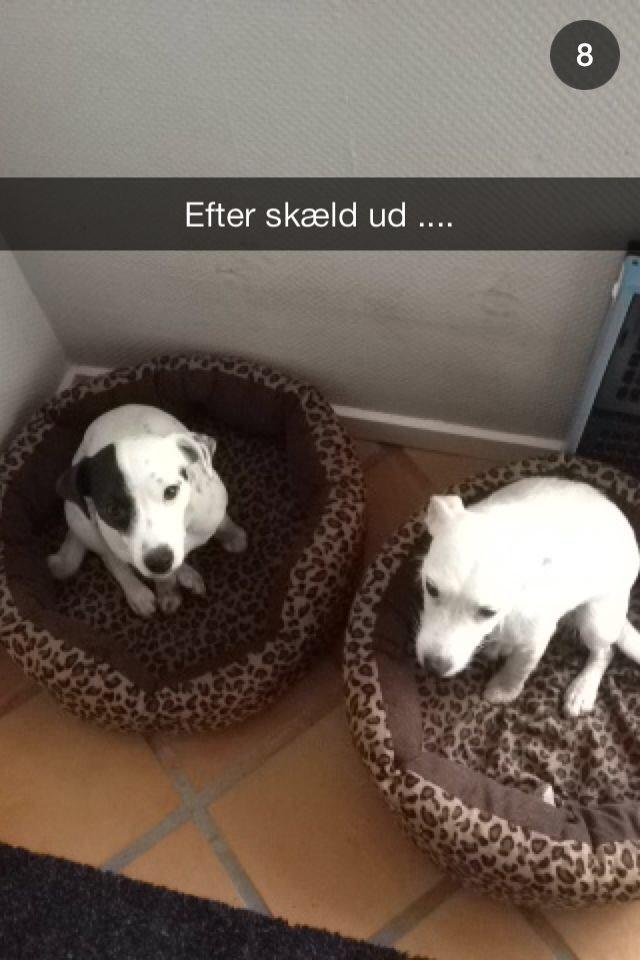 Parson russell terrier My Roest billede 27