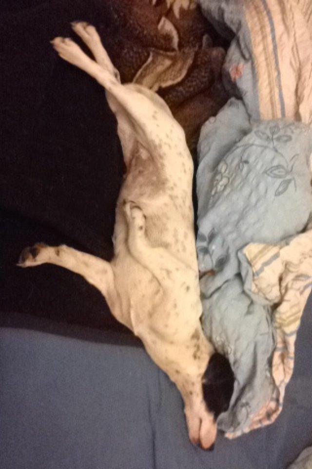 Parson russell terrier My Roest billede 28