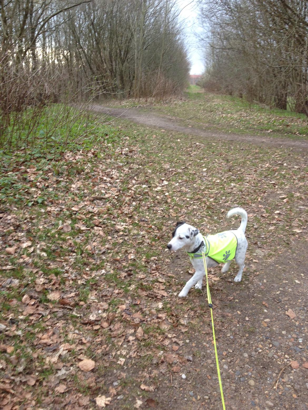 Parson russell terrier My Roest billede 29