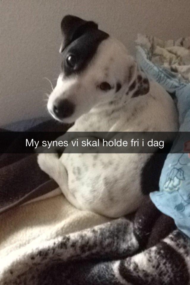 Parson russell terrier My Roest billede 30