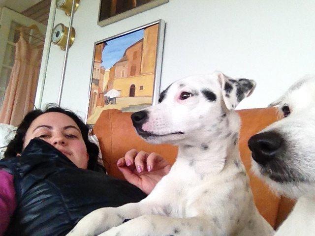 Parson russell terrier My Roest billede 31