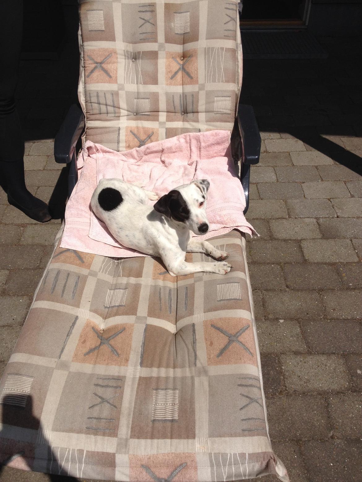 Parson russell terrier My Roest billede 32