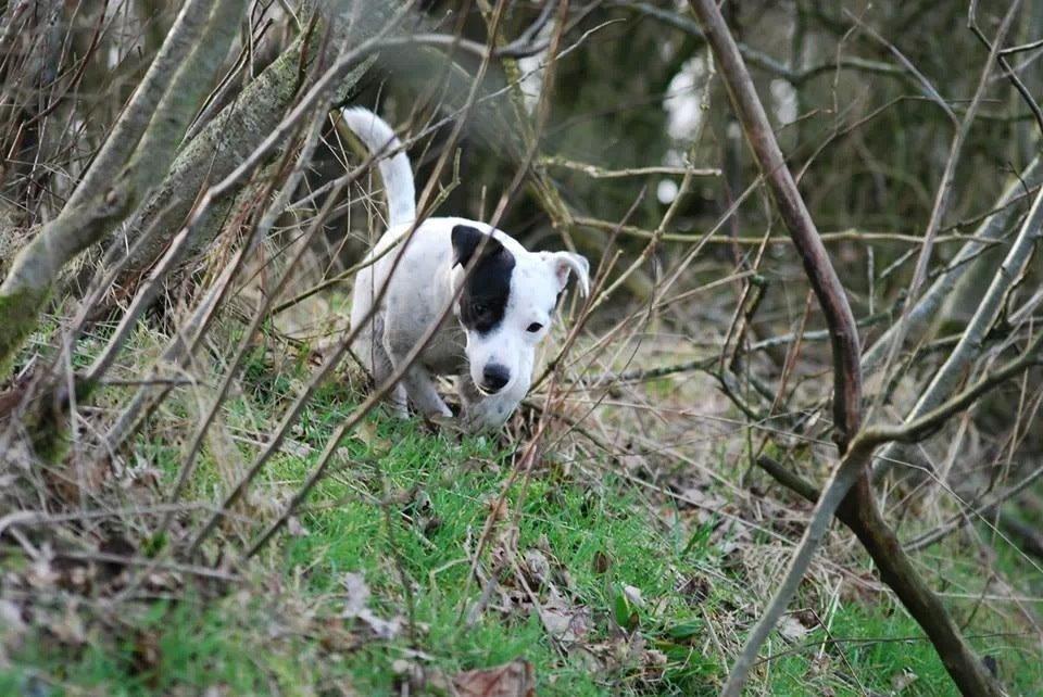 Parson russell terrier My Roest billede 26