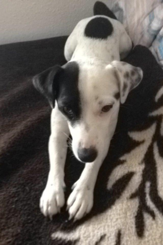 Parson russell terrier My Roest billede 34