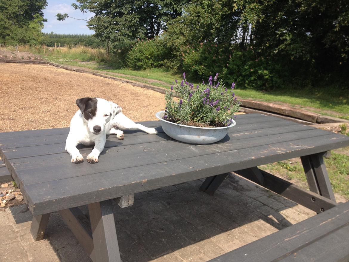 Parson russell terrier My Roest billede 35