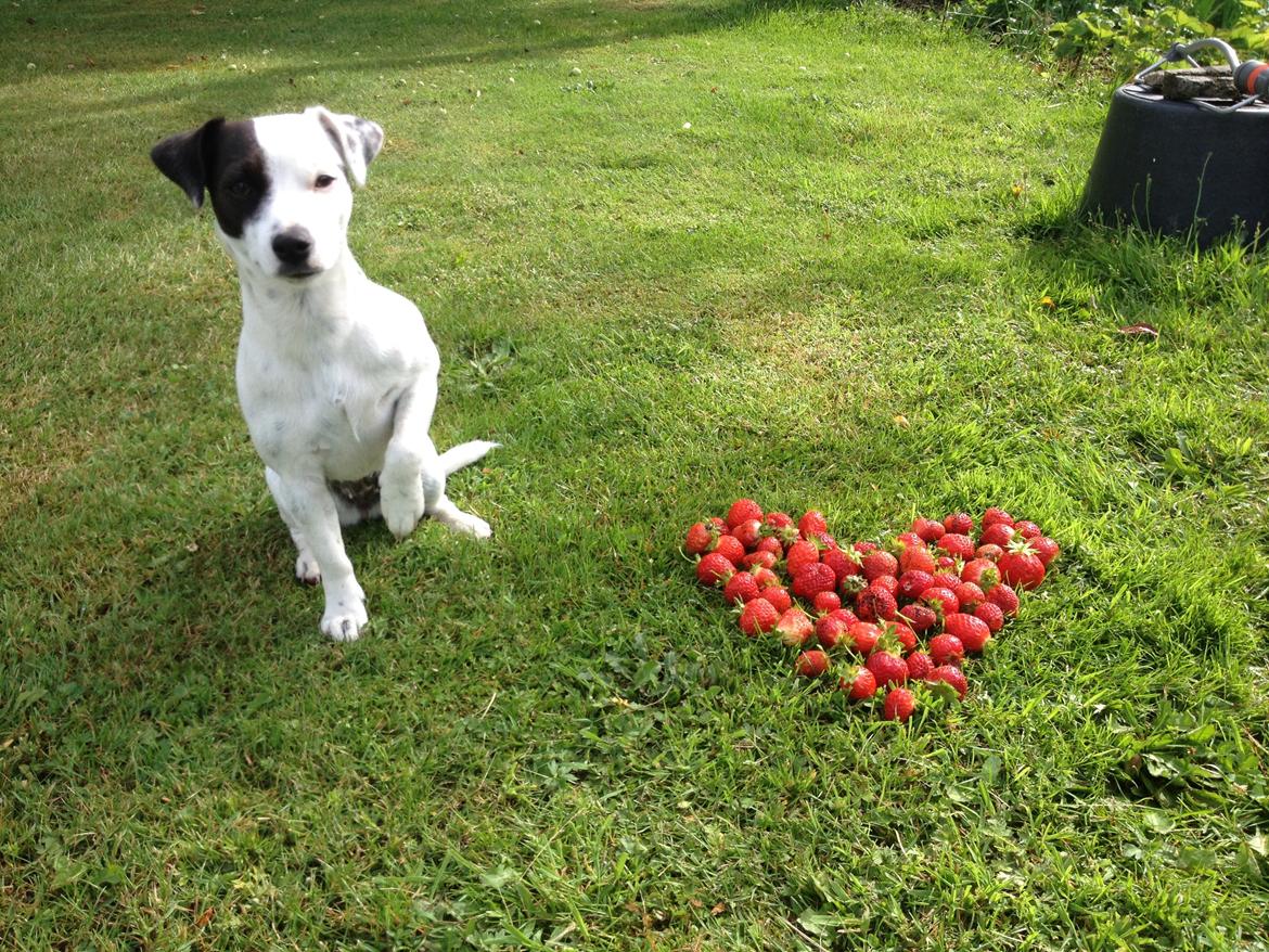 Parson russell terrier My Roest billede 33