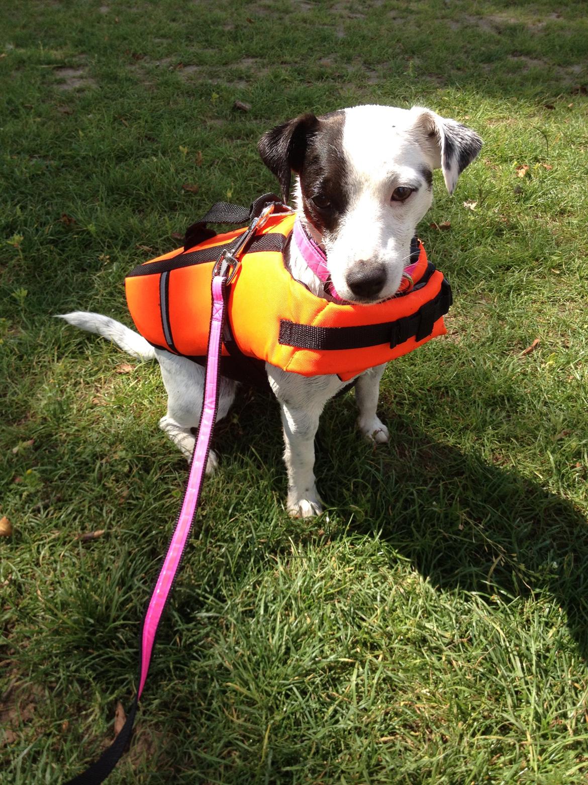 Parson russell terrier My Roest - My svømmer glad afsted, når blot hun har vesten på :) billede 36