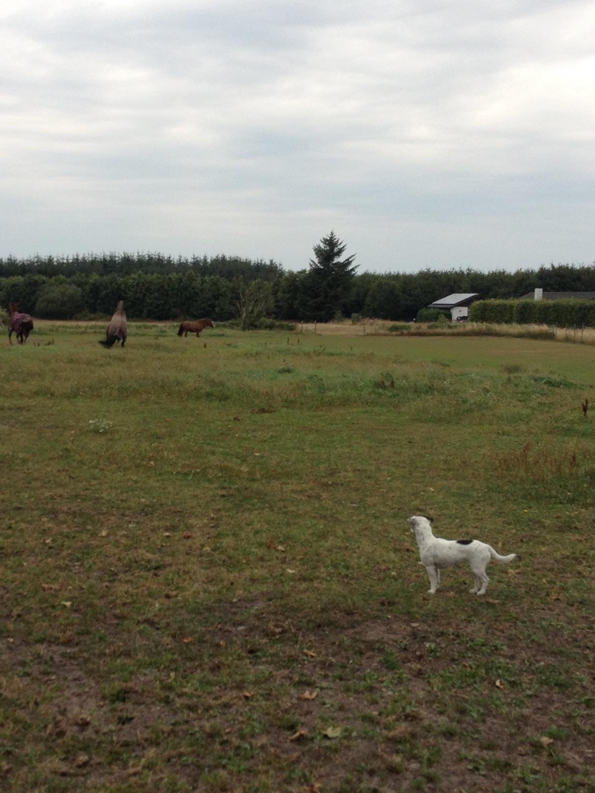 Parson russell terrier My Roest billede 37