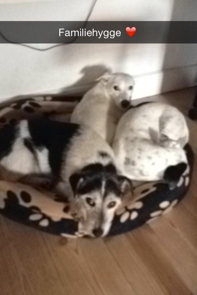 Parson russell terrier My Roest billede 38