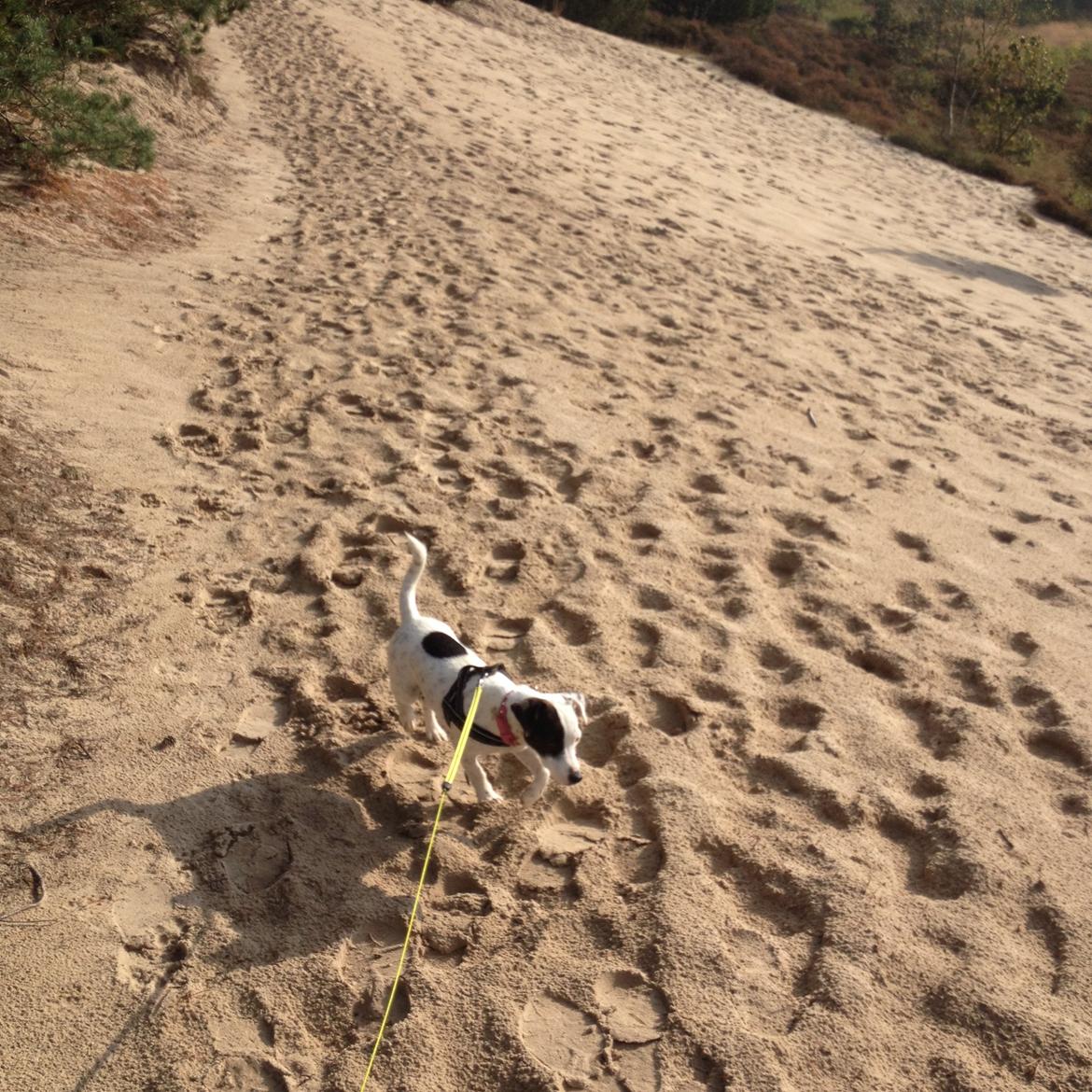 Parson russell terrier My Roest - På gåtur i Randbøl  billede 40