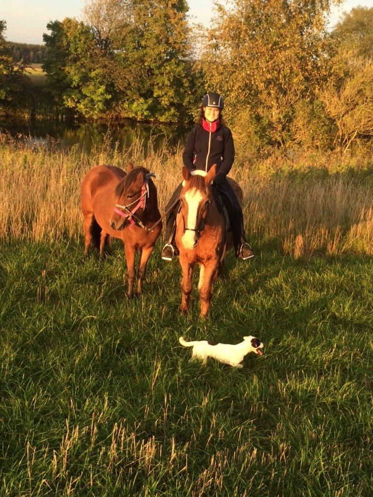 Parson russell terrier My Roest - Med på ridetur billede 39