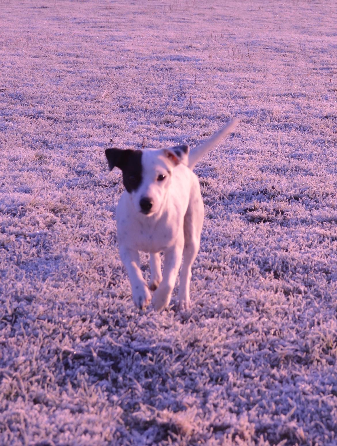 Parson russell terrier My Roest billede 41