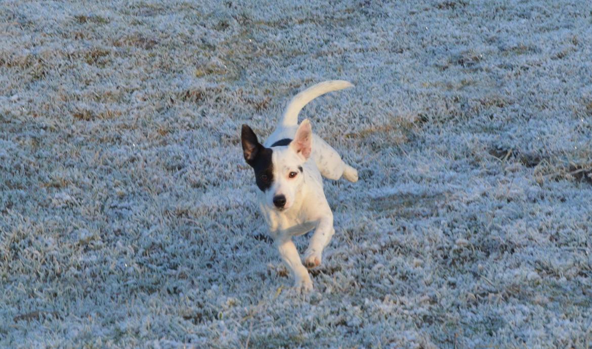 Parson russell terrier My Roest billede 42
