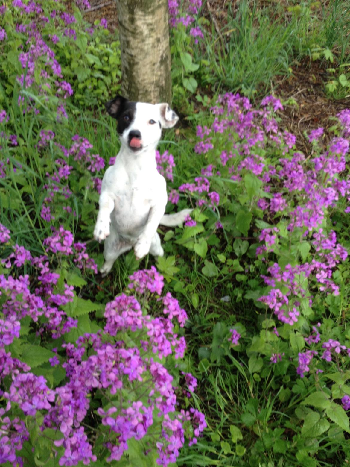 Parson russell terrier My Roest billede 46