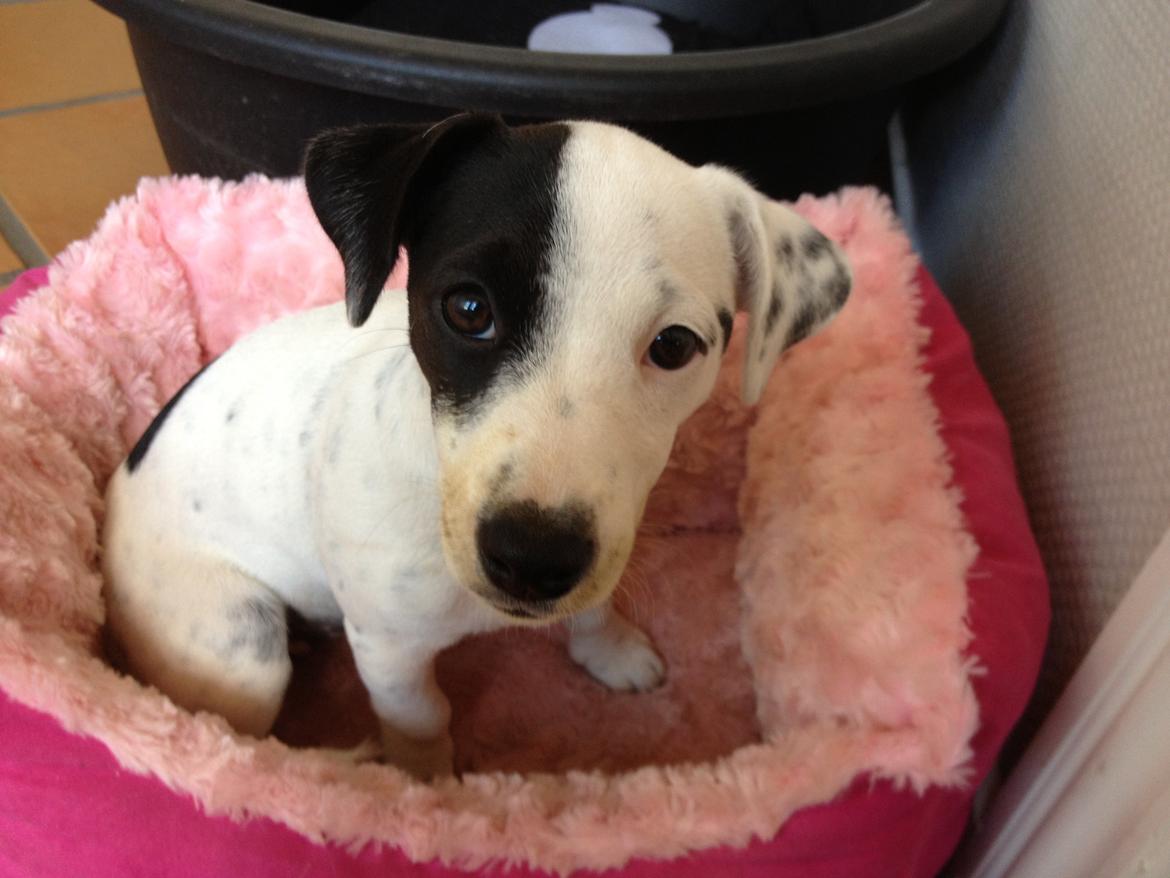 Parson russell terrier My Roest billede 43