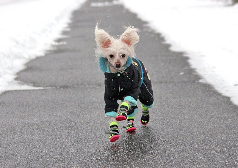 Chinese crested hårløs Silas - dec 2014 billede 10