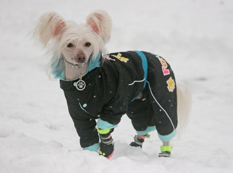 Chinese crested hårløs Silas billede 45