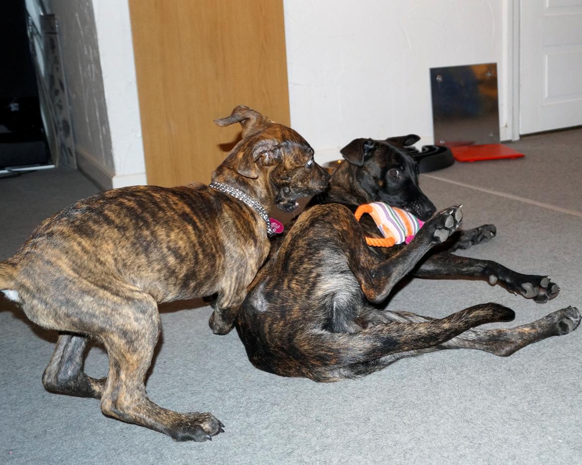 Blanding af racer Sif billede 23