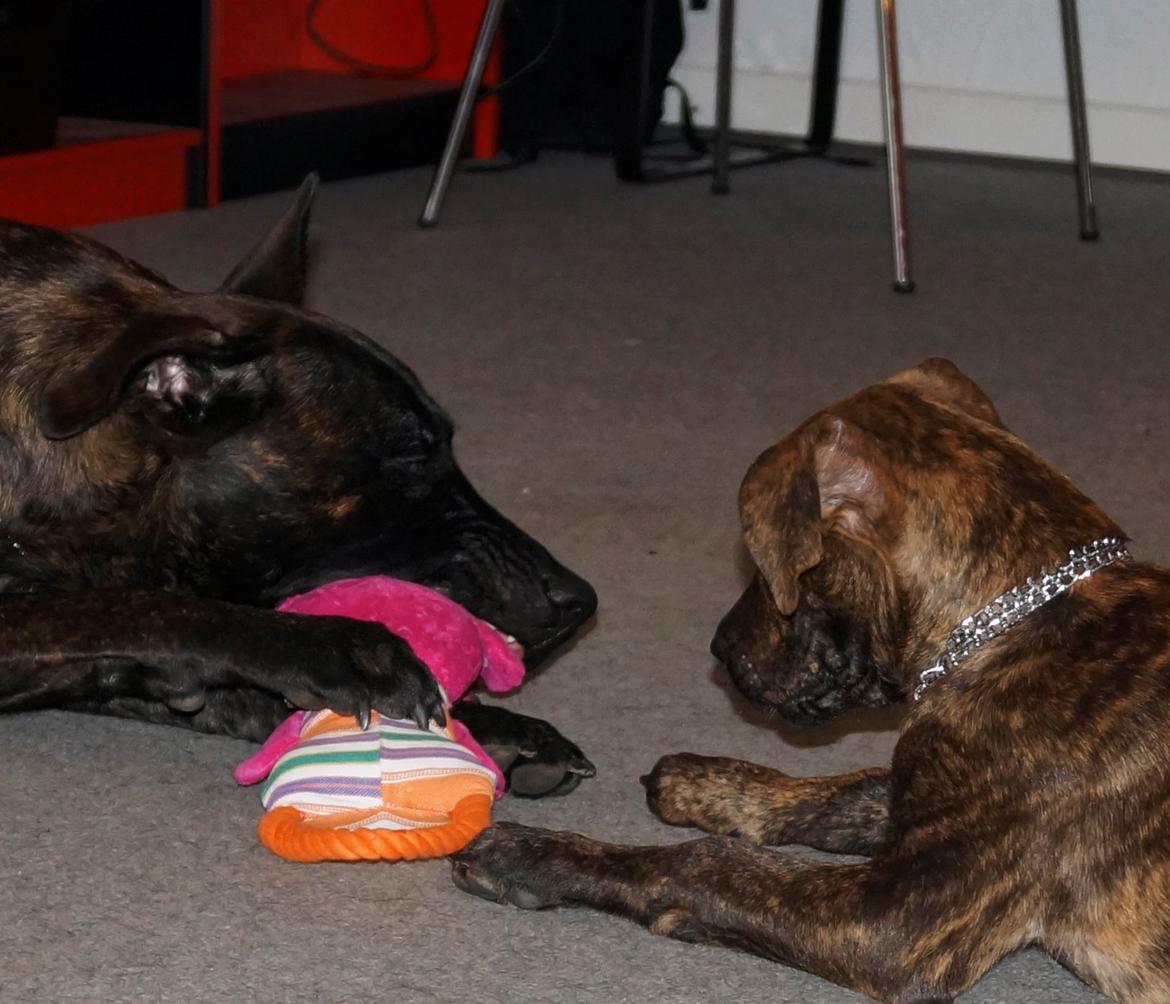 Blanding af racer Sif billede 21