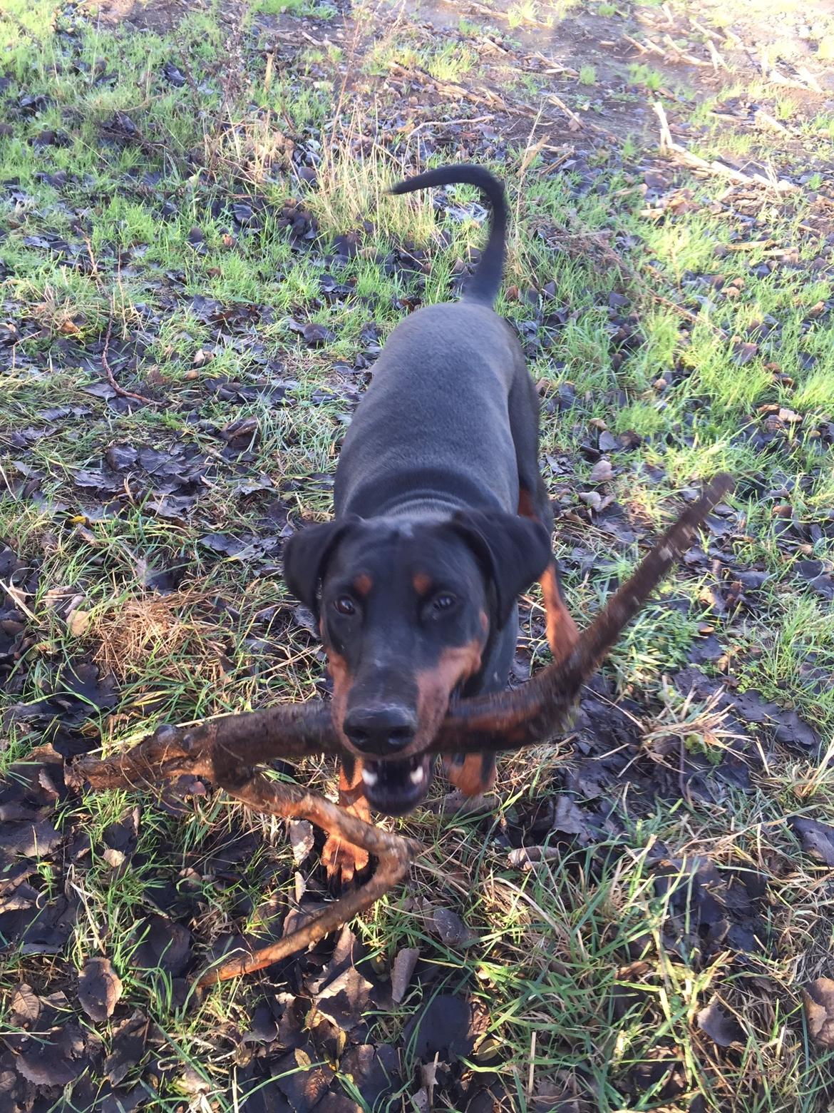 Dobermann Proud Danish Cool Casio billede 28