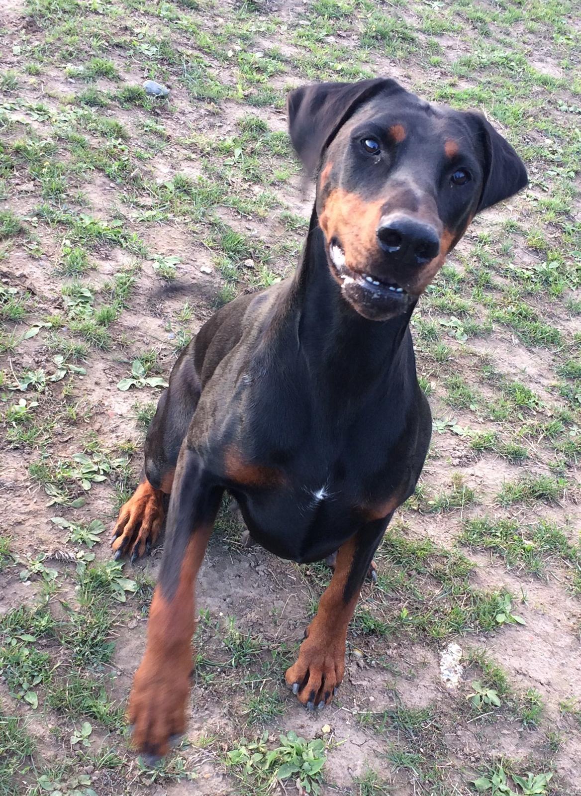 Dobermann Proud Danish Cool Casio billede 29