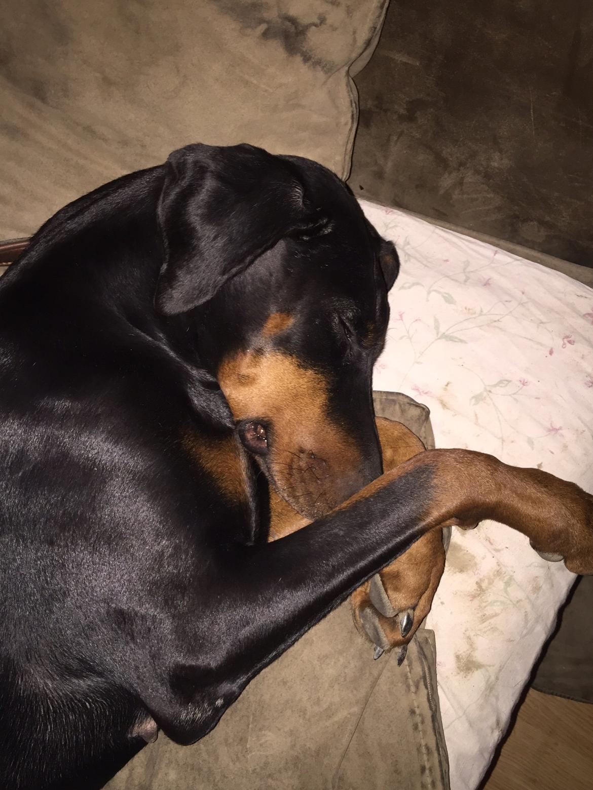 Dobermann Proud Danish Cool Casio billede 22