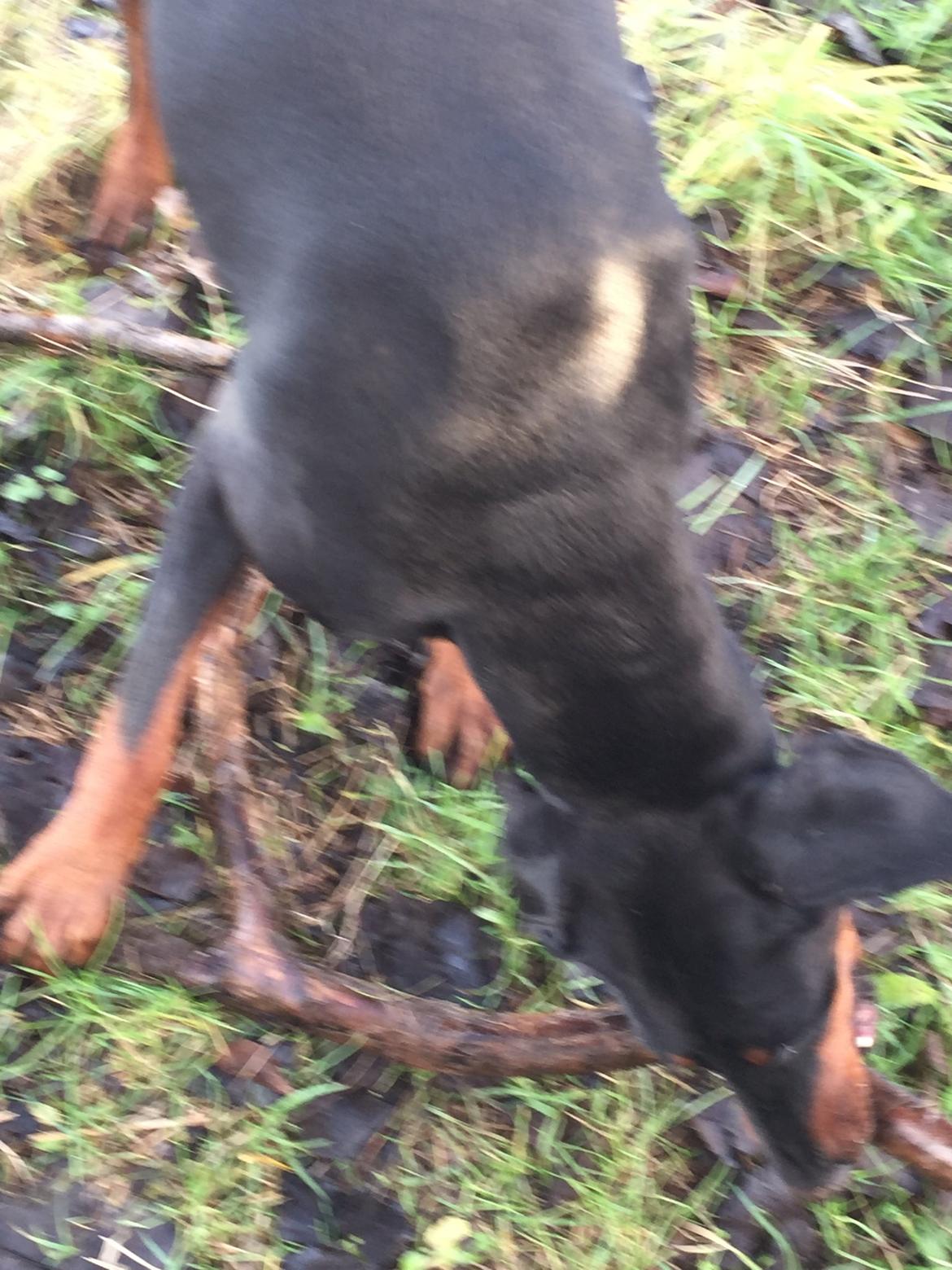 Dobermann Proud Danish Cool Casio billede 30