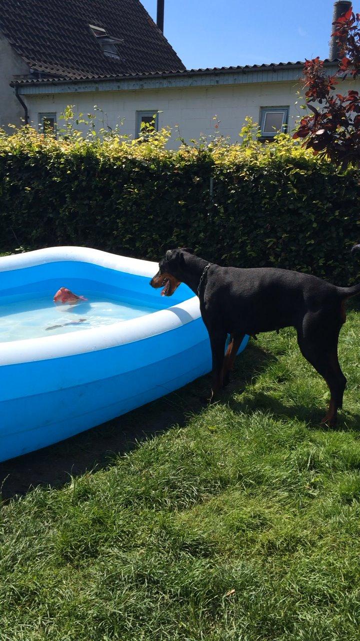 Dobermann Proud Danish Cool Casio billede 31