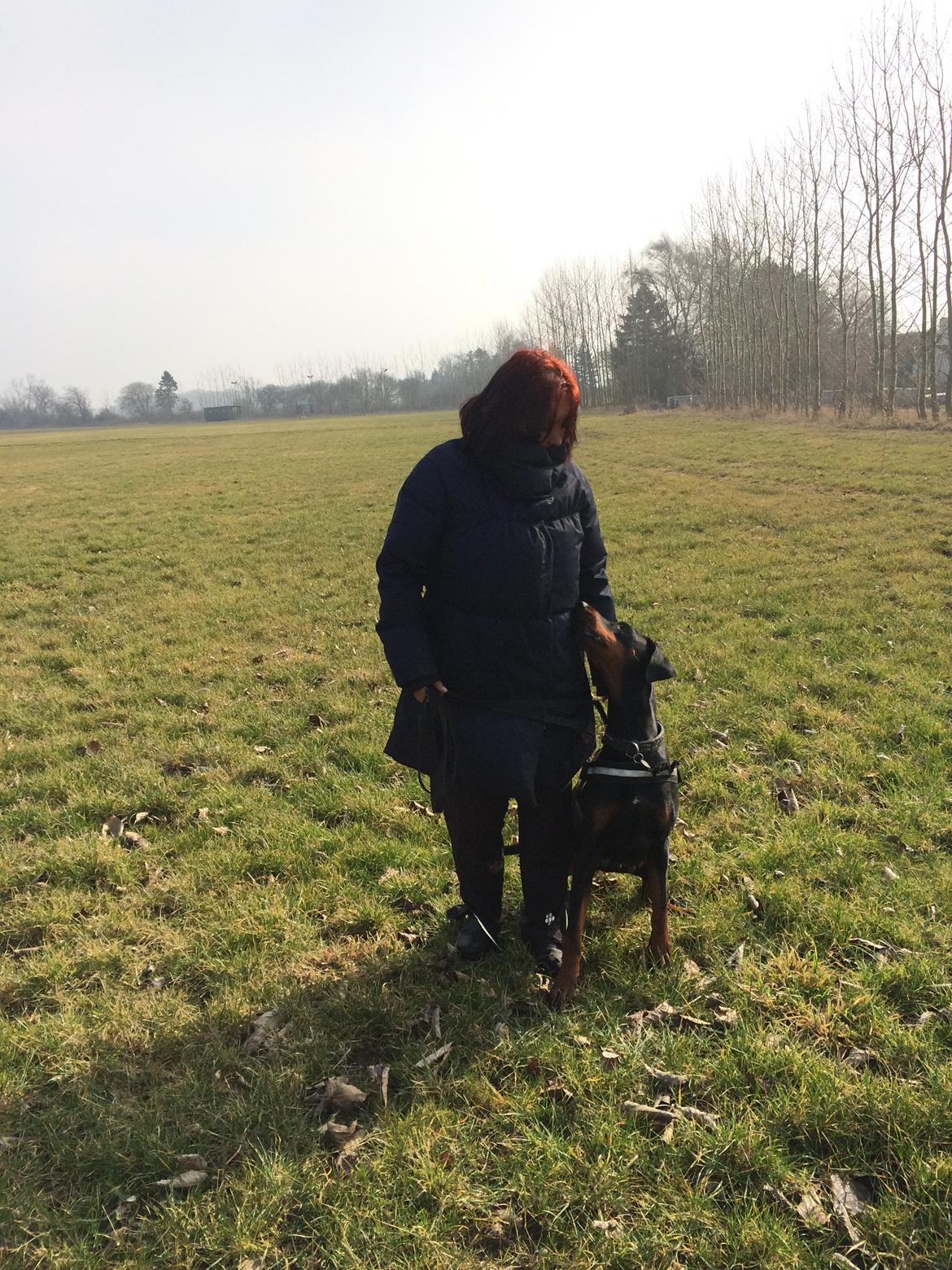 Dobermann Proud Danish Cool Casio billede 32