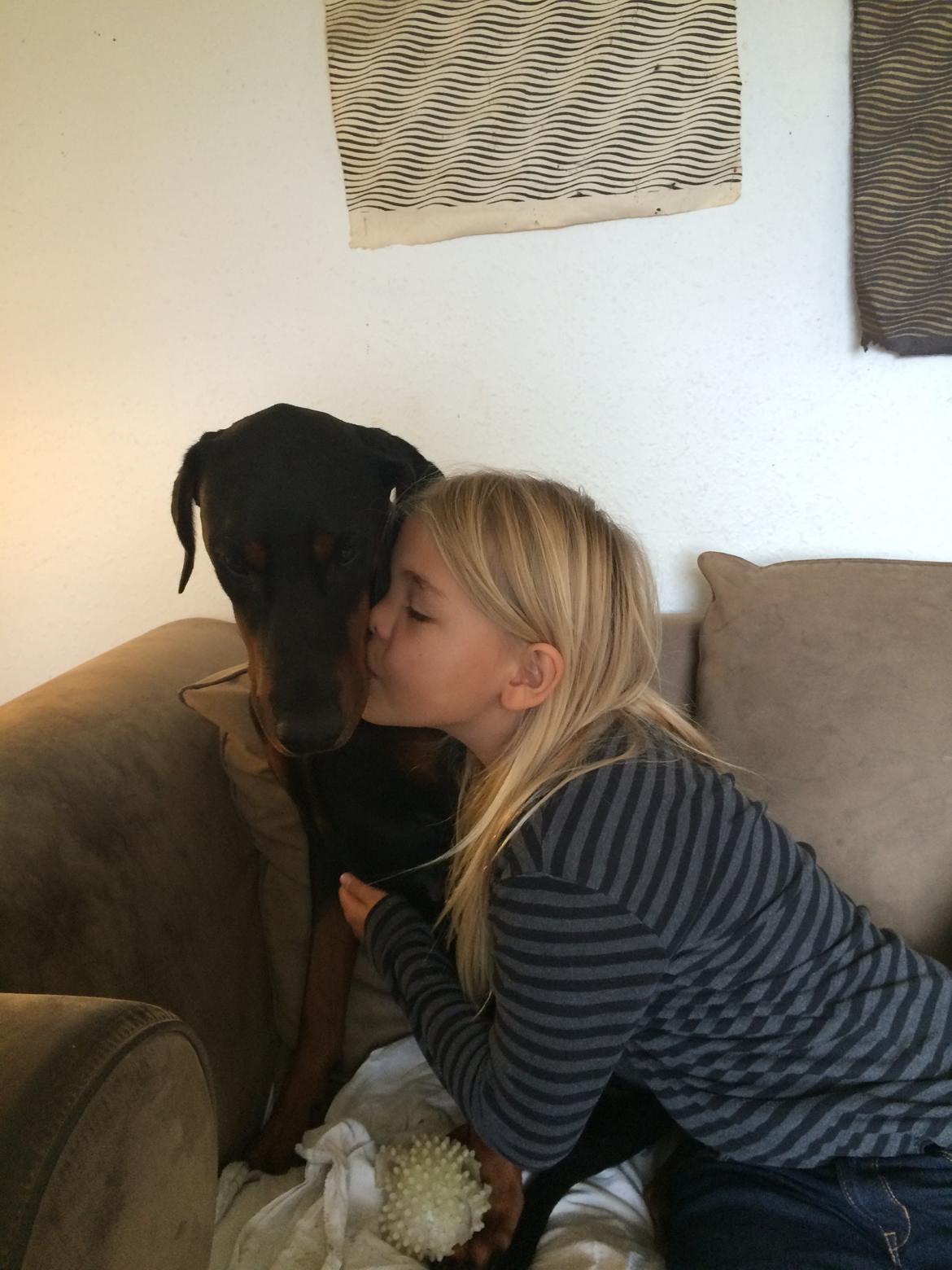 Dobermann Proud Danish Cool Casio billede 33