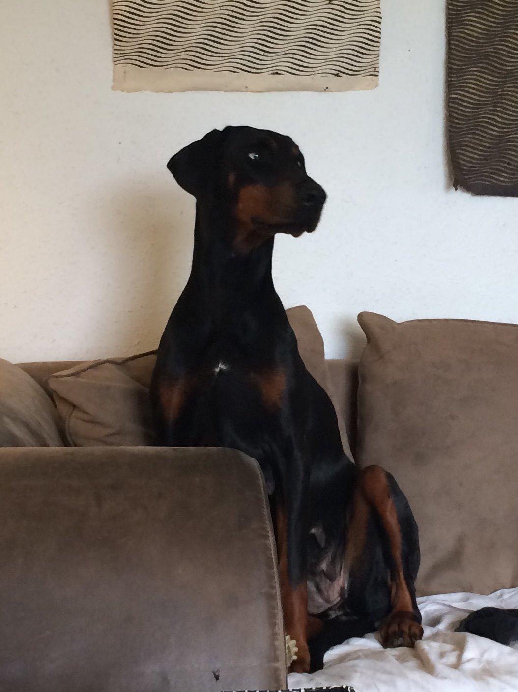 Dobermann Proud Danish Cool Casio billede 36