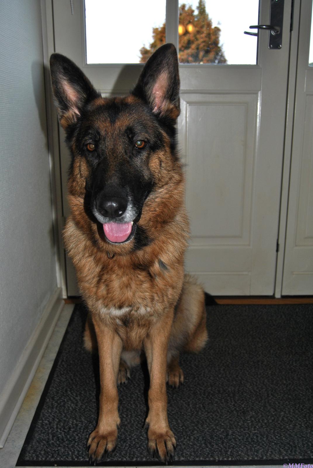 Schæferhund Vega *R.I.P* billede 2