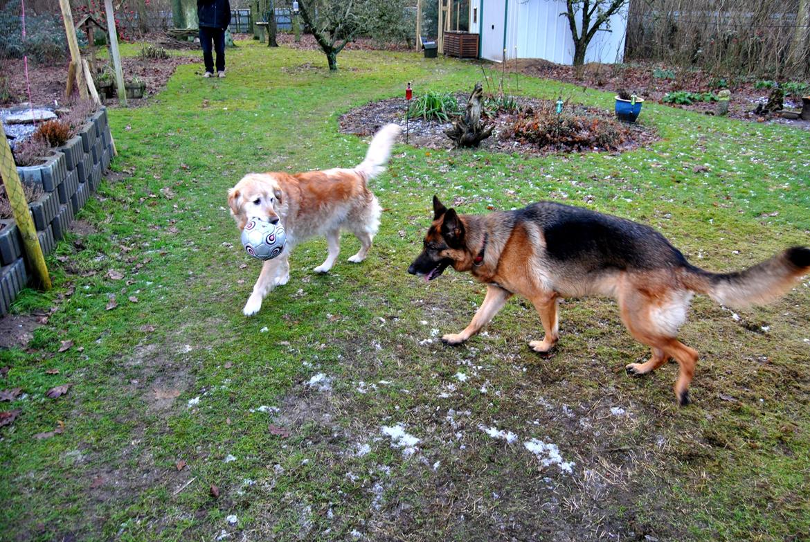 Schæferhund Vega *R.I.P* billede 3