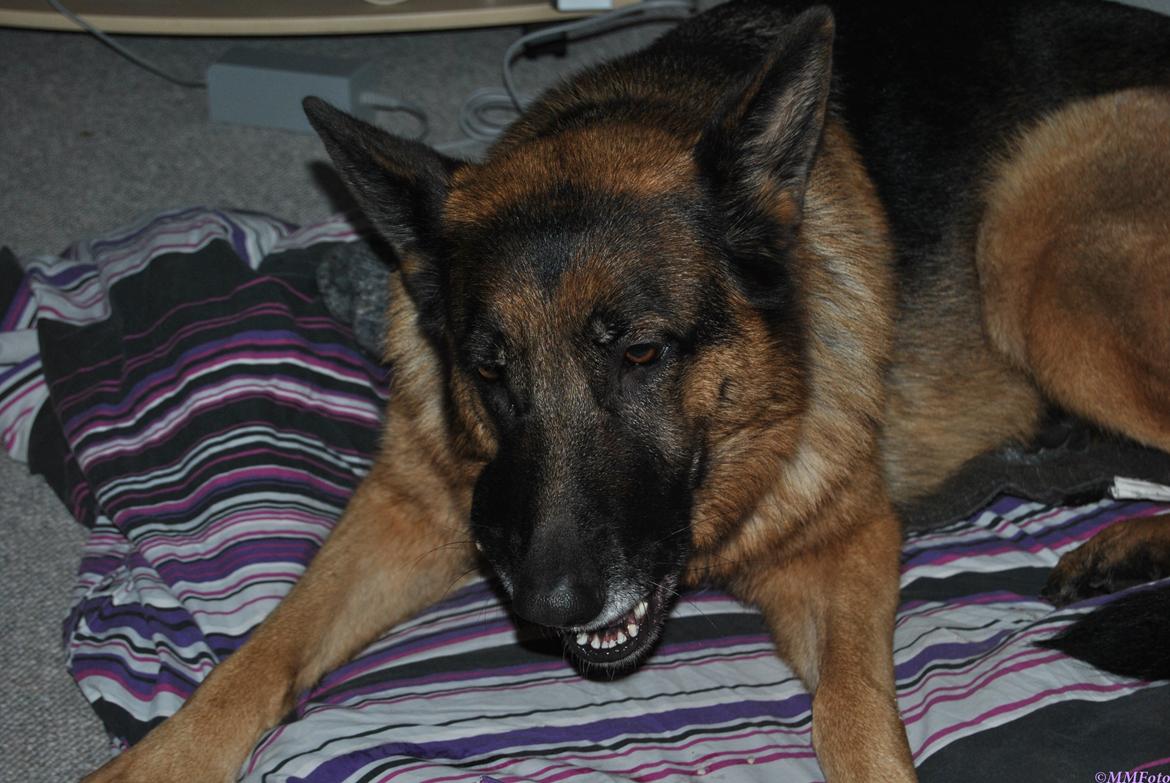 Schæferhund Vega *R.I.P* billede 5