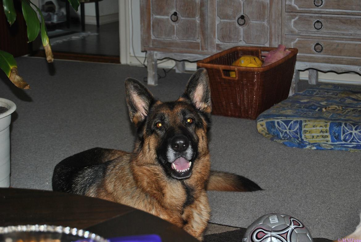 Schæferhund Vega *R.I.P* billede 6