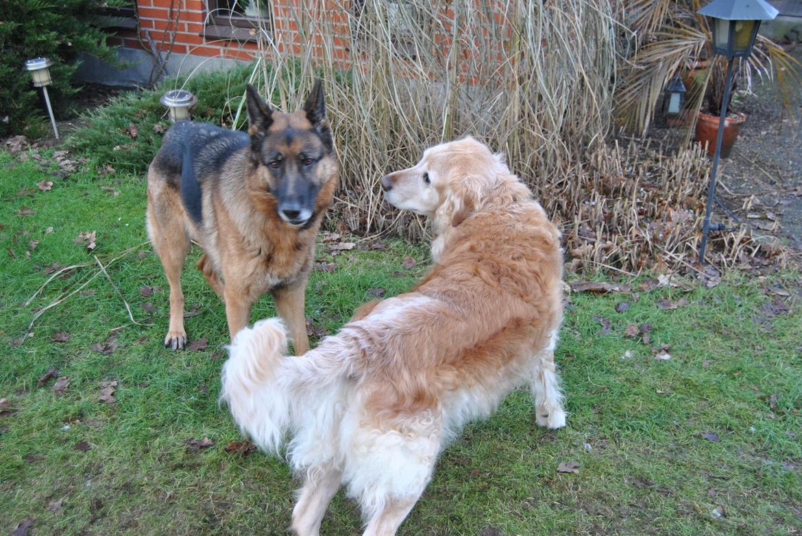 Schæferhund Vega *R.I.P* billede 4