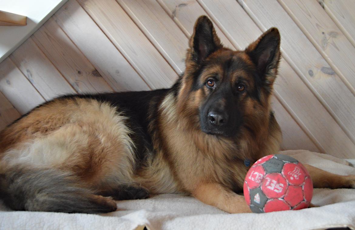 Schæferhund Rico - 2014 - © NBP (Foto af mig selv) billede 5