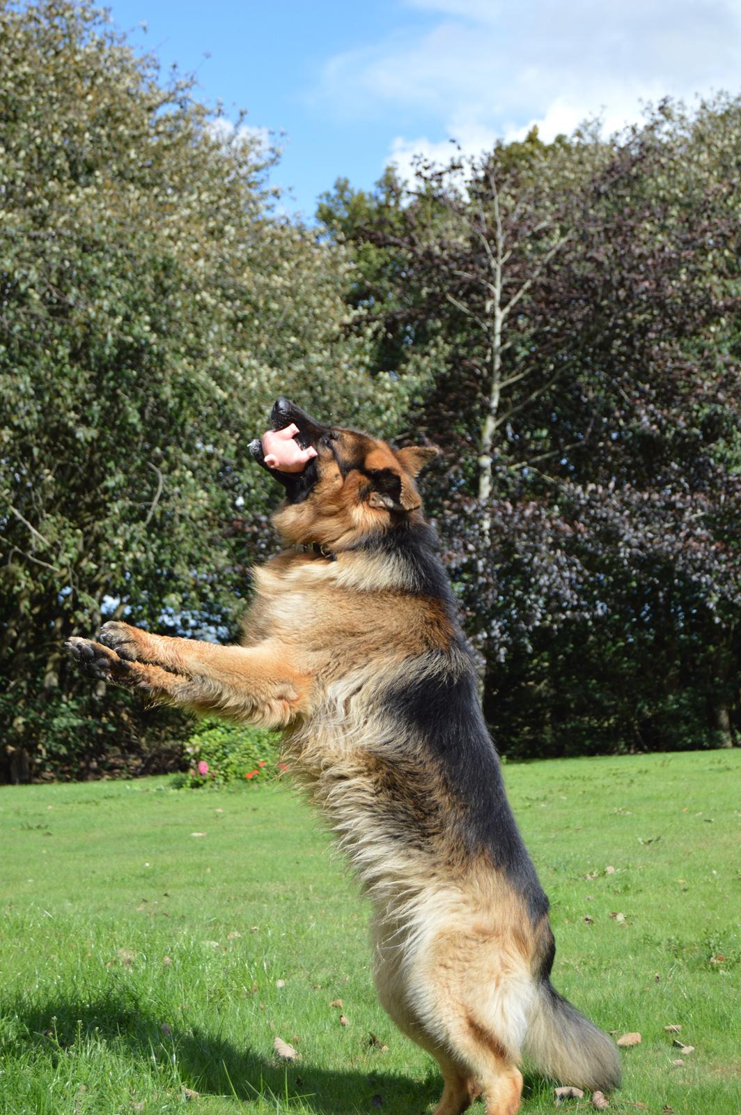 Schæferhund Rico - 2014 - © NBP (Foto af mig selv) billede 6