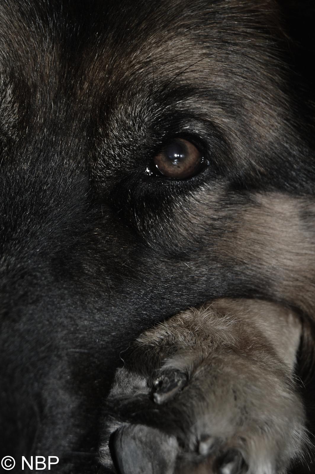 Schæferhund Rico - 2014 - © NBP (Foto af mig selv) billede 8