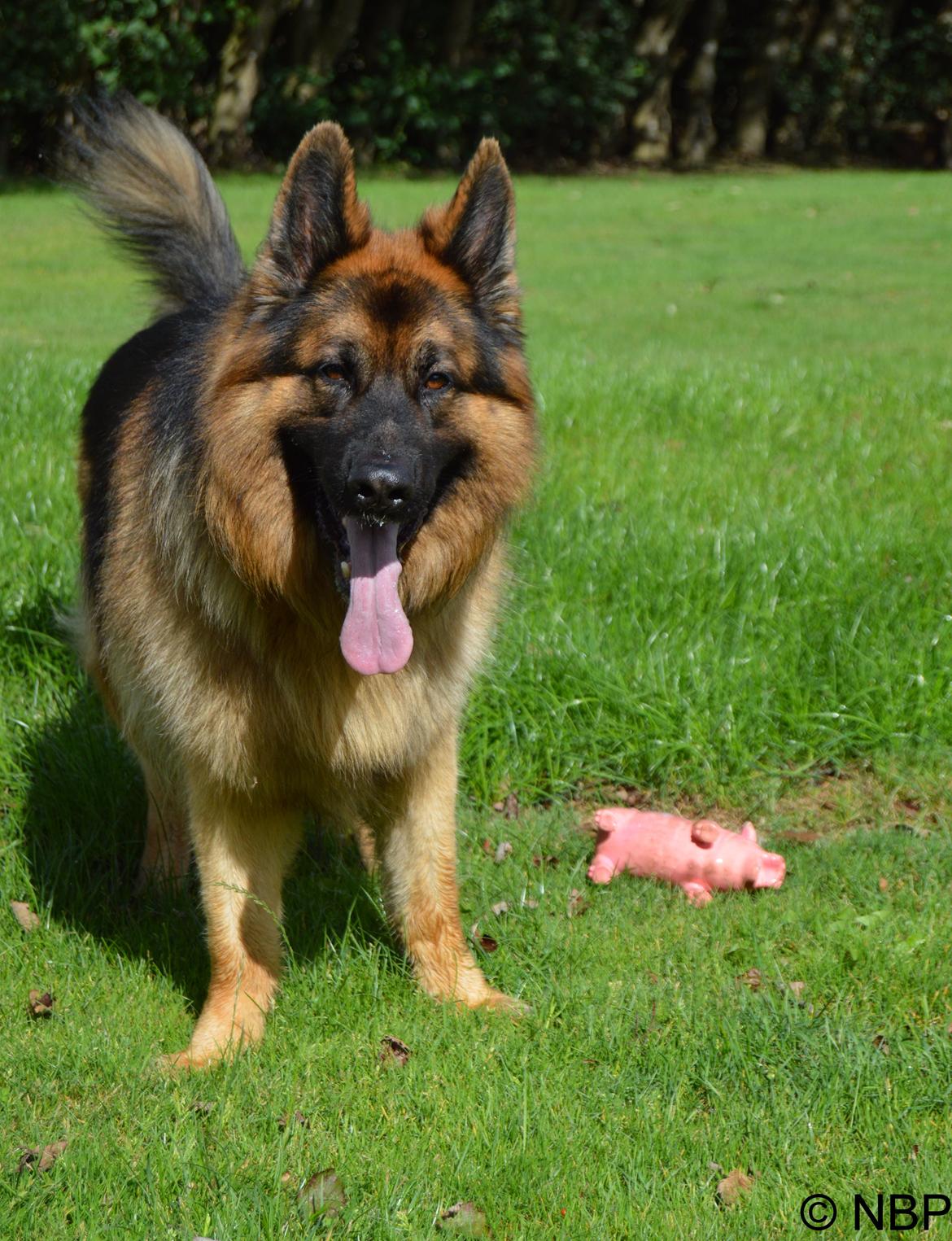 Schæferhund Rico - Sommer 2014 - © NBP (Foto af mig selv) billede 9