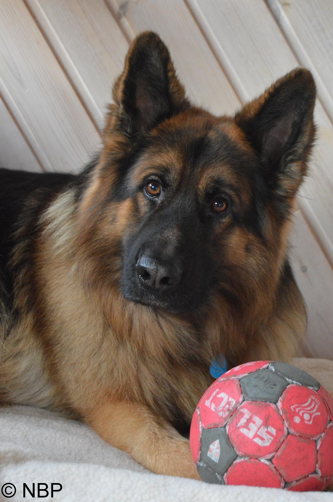 Schæferhund Rico - November 2014 - © NBP (Foto af mig selv) billede 1