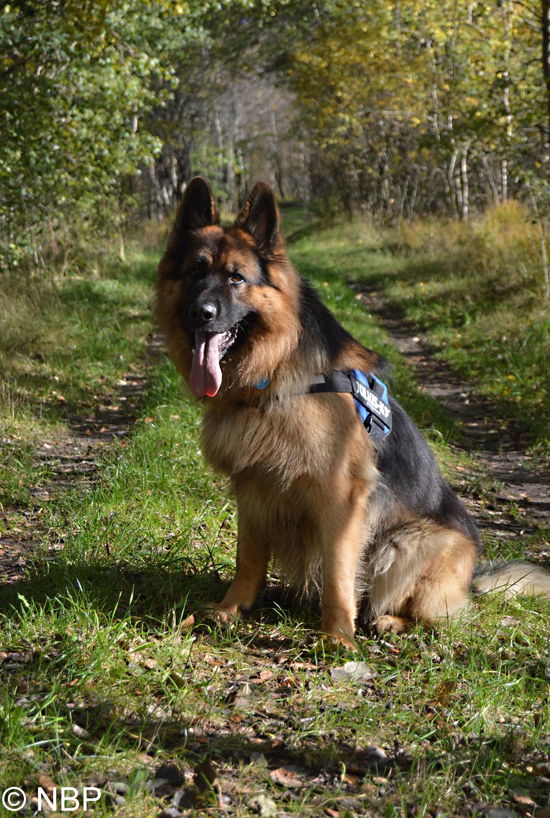 Schæferhund Rico - Sommer 2014 - © NBP (Foto af mig selv) billede 11