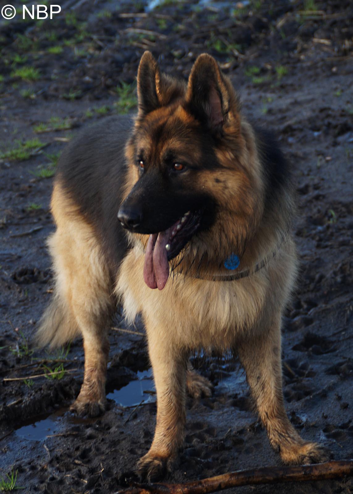Schæferhund Rico - Oktober 2014 - © NBP (Foto af mig selv) billede 15