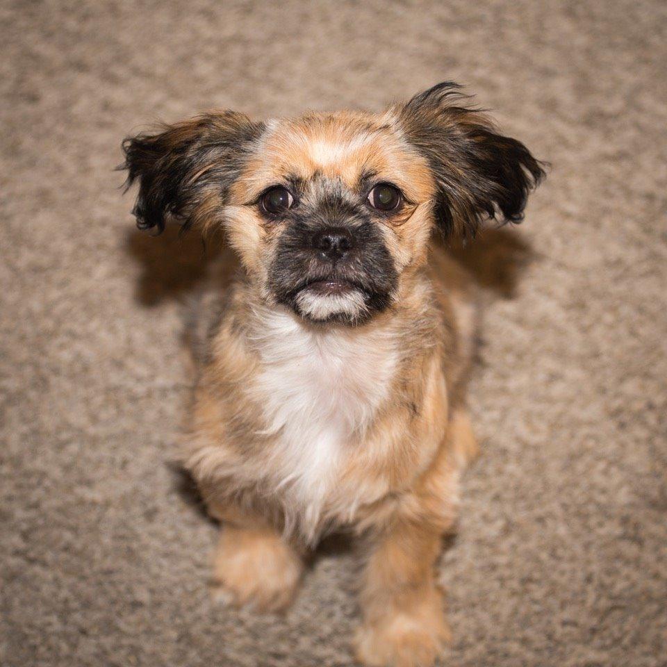 Blanding af racer Molly billede 6