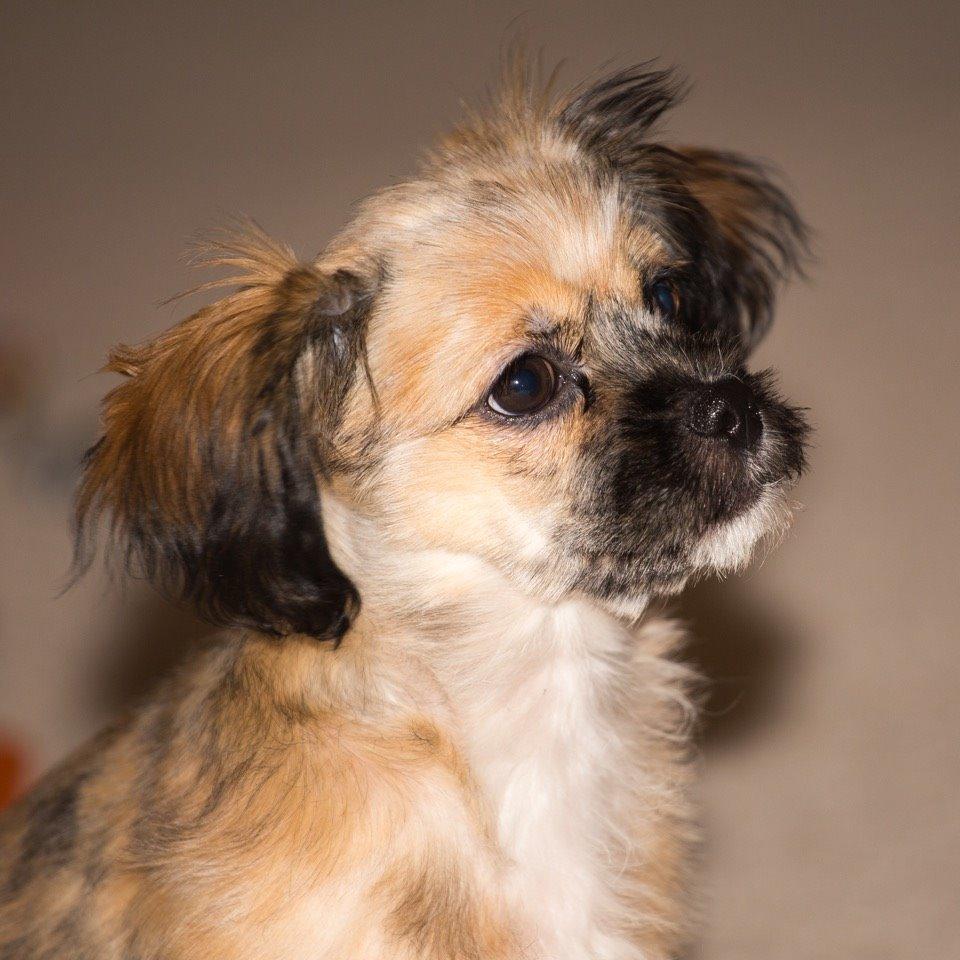 Blanding af racer Molly billede 7