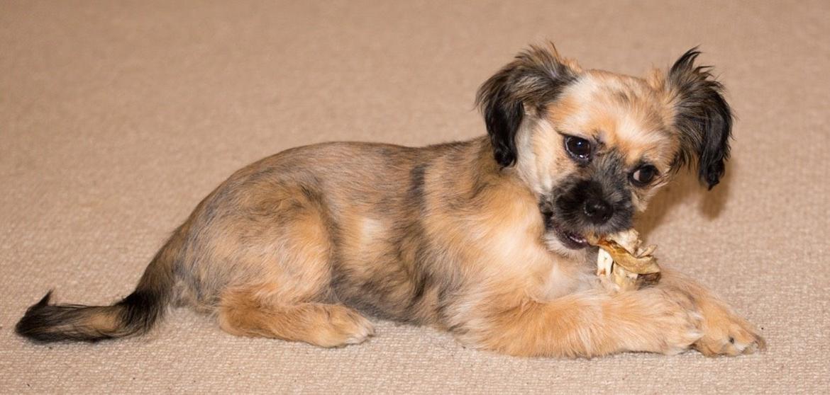 Blanding af racer Molly billede 8