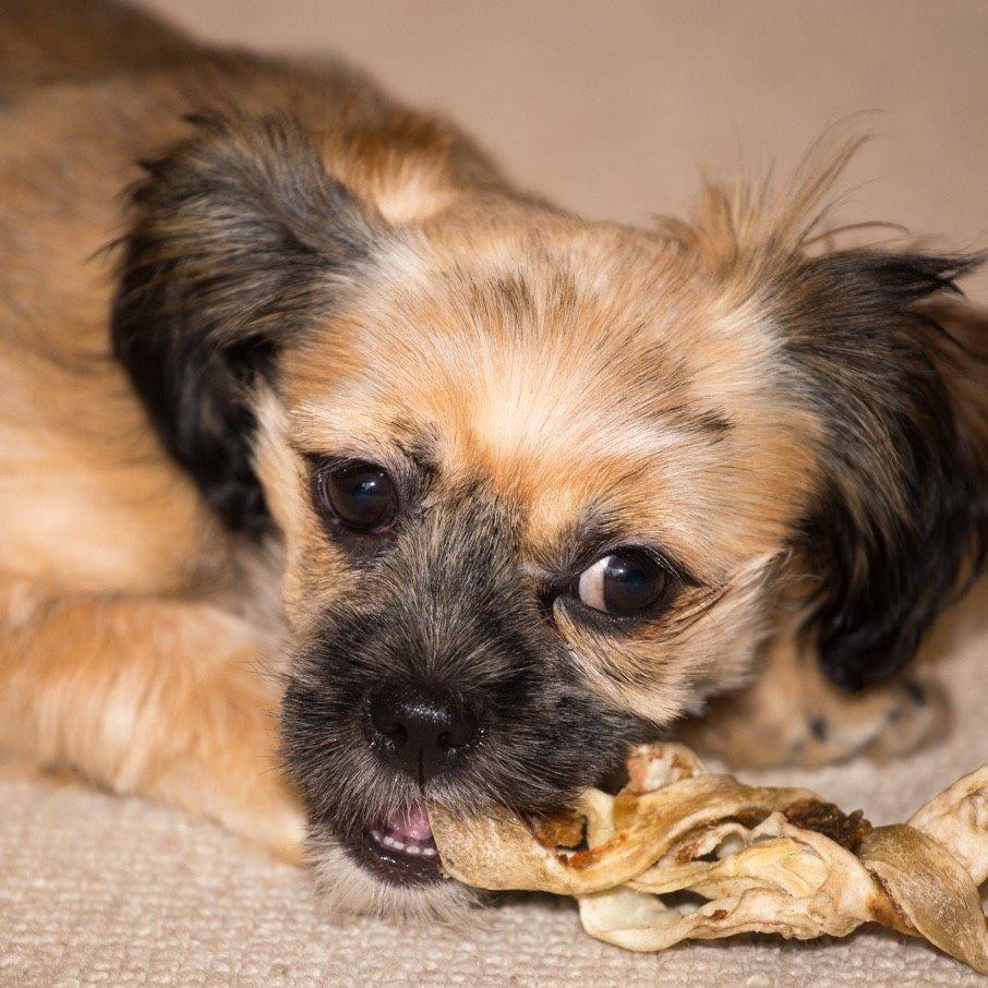 Blanding af racer Molly billede 4